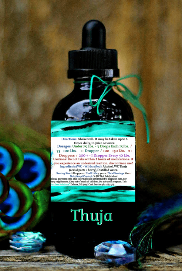 Thuja - Image 2