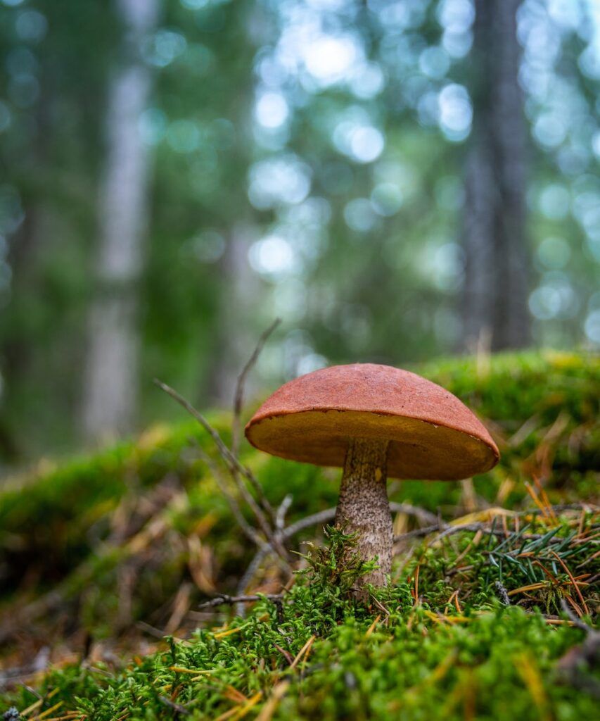 brown mushroom on ground