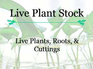 Live Plant Stock