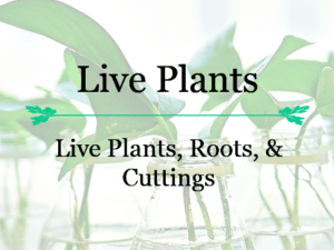 Live Plant Stock